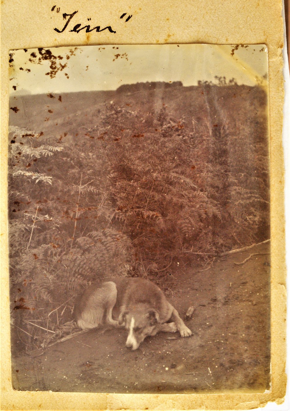 Tim, the Stewart family dog.