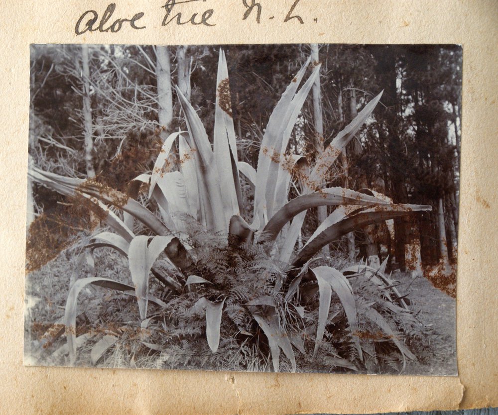Large aloe plant at Katikati.