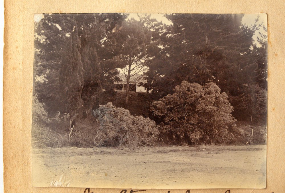 Mt. Stewart through the trees