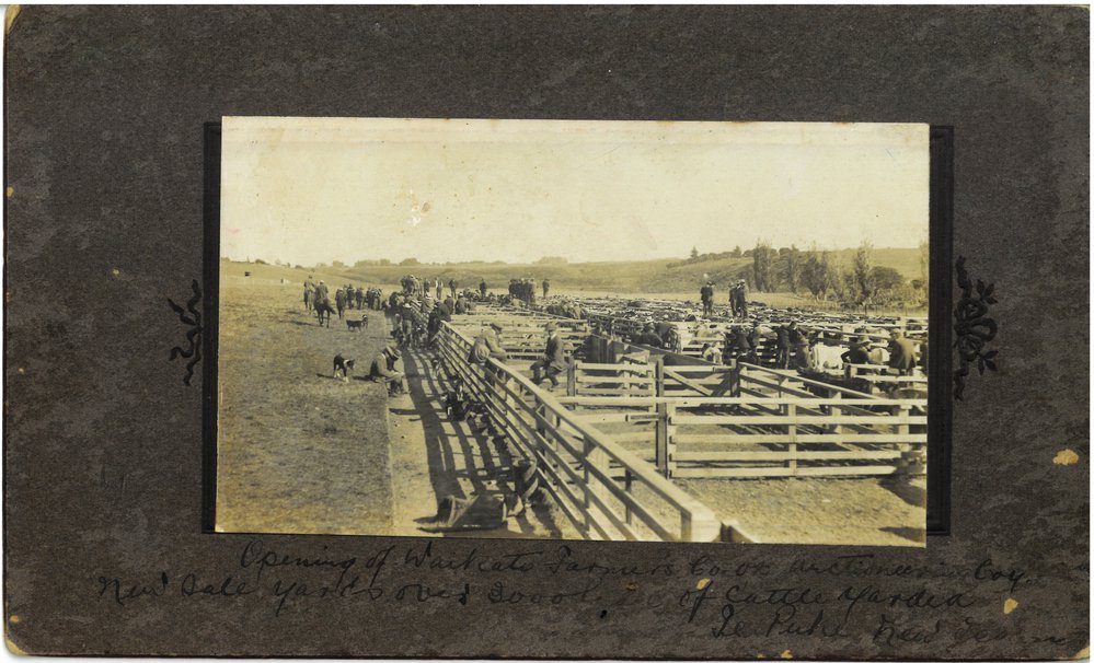 Te Puke saleyards c1910