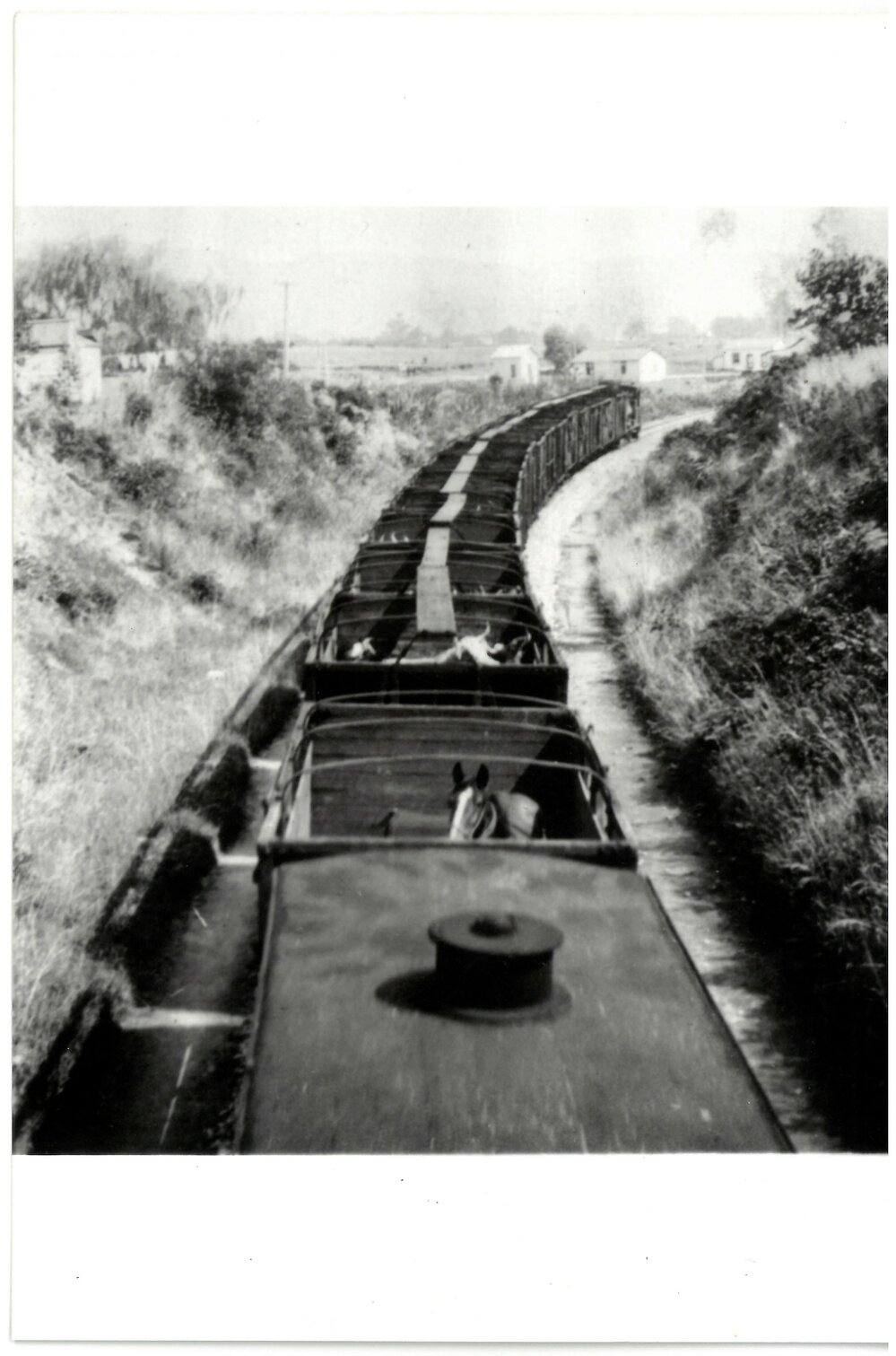 The first cattle train out of Te Puke