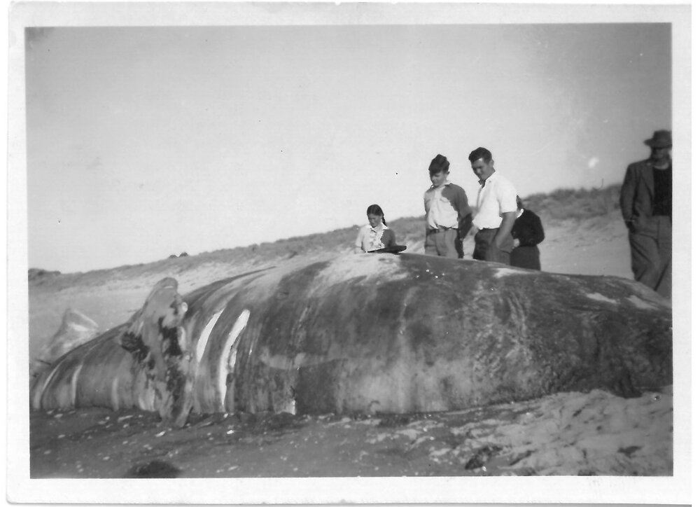 A whale carcass on Papamoa Beach