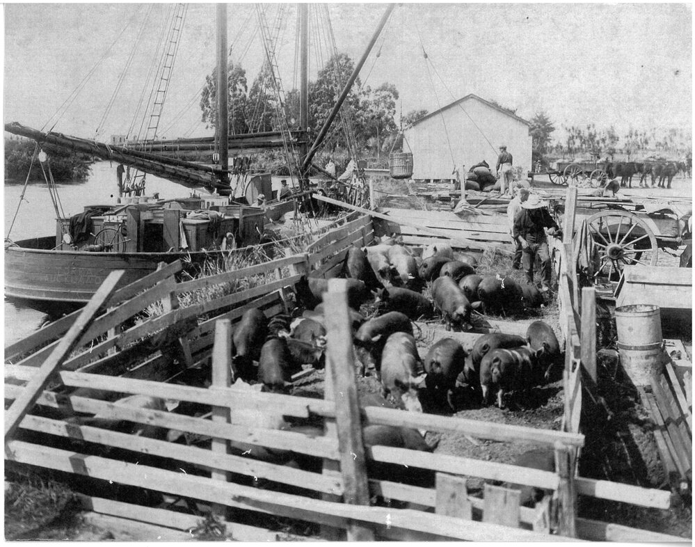 Shipping pigs at Canaan Landing, Kaituna River