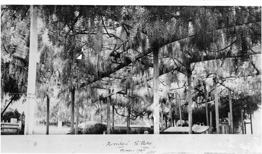 Tommy Palmer's wisteria