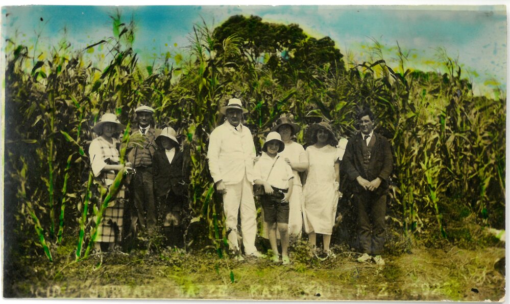Maize field in Katikati