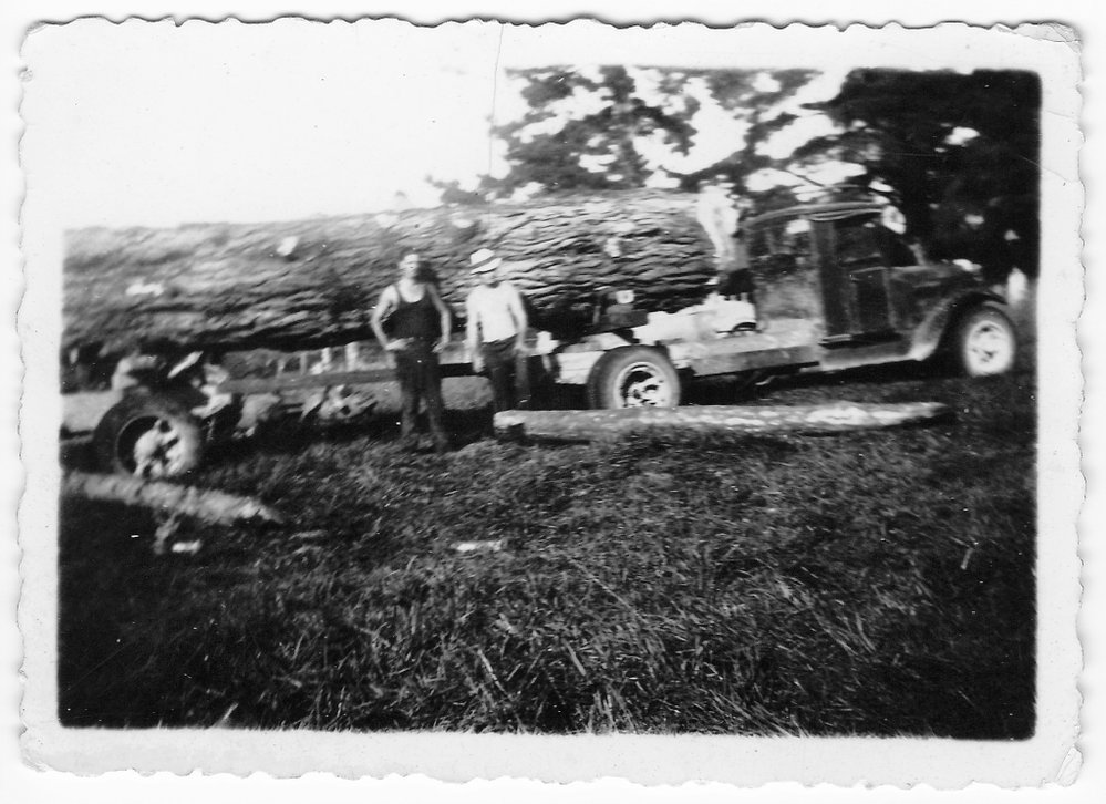 Logging at Katikati