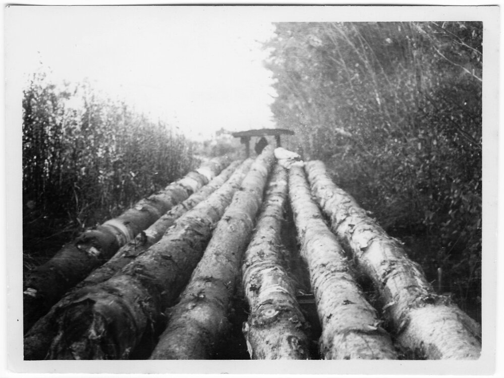 A log train on Matakana Island