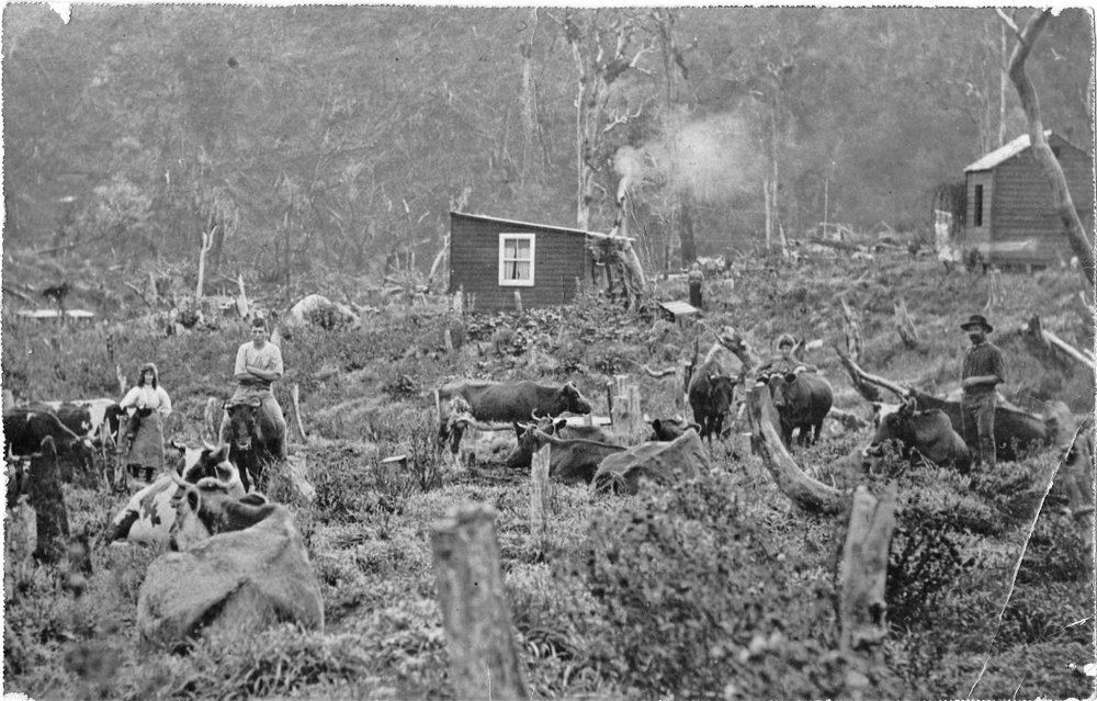 Tom Hamilton and his bullocks