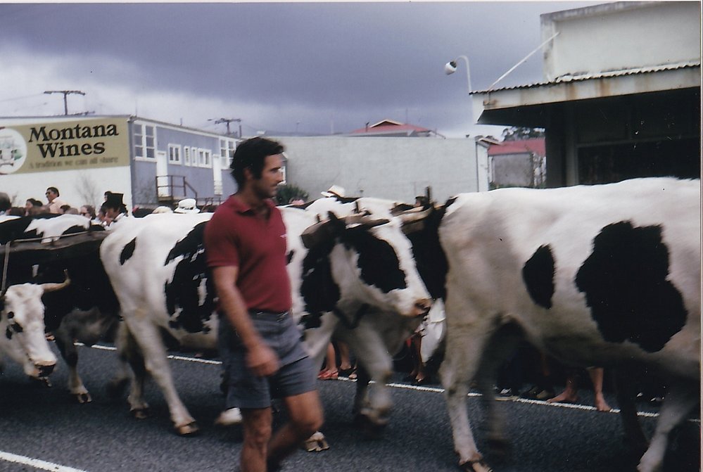 Bullock power during the Centennial Parade