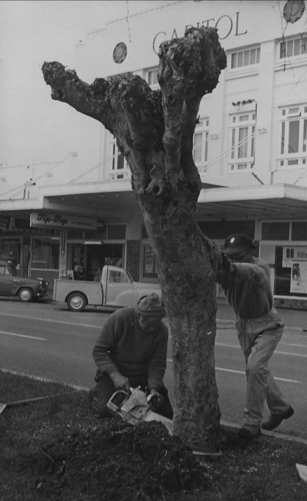 Removing plane trees, Te Puke