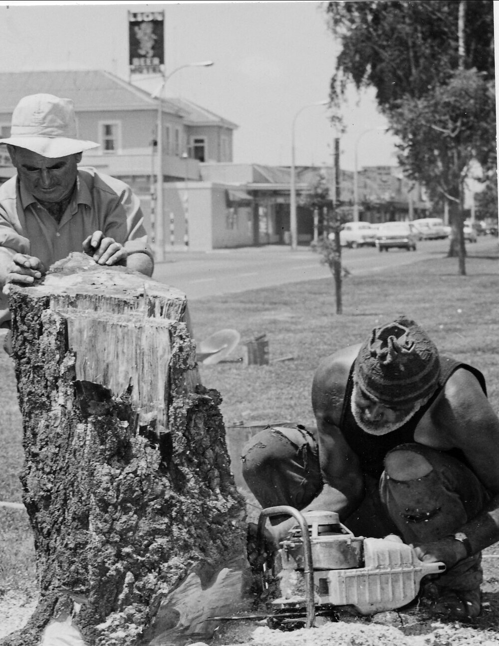 Removing plane trees, Te Puke