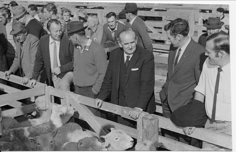 The first sale at Rangiuru sale yards