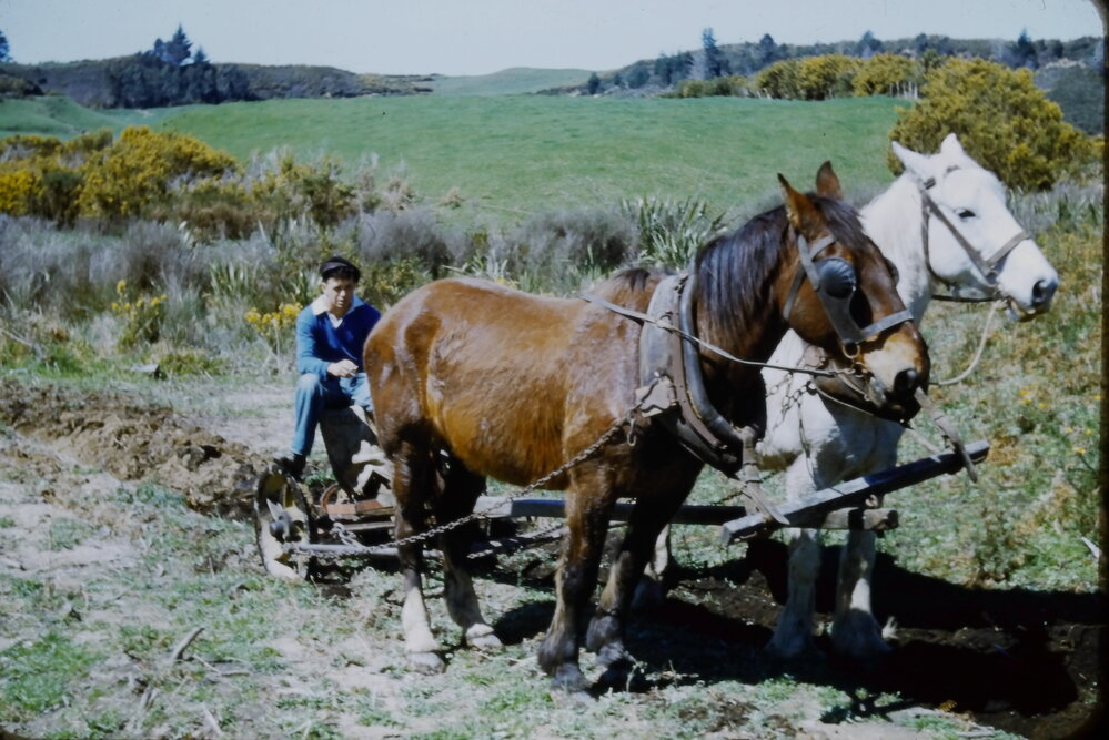 George Bent horse ploughing at Belk Rd