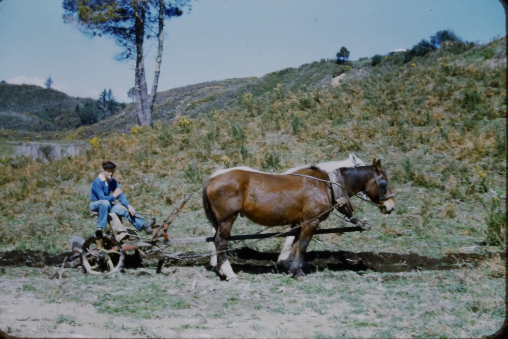 George Bent horse ploughing at Belk Rd