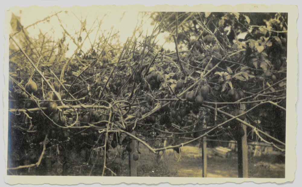 From citrus to kiwifruit