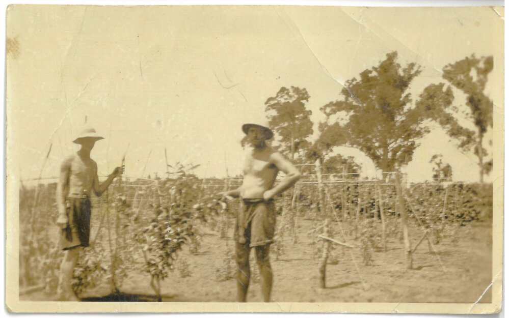 From citrus to kiwifruit