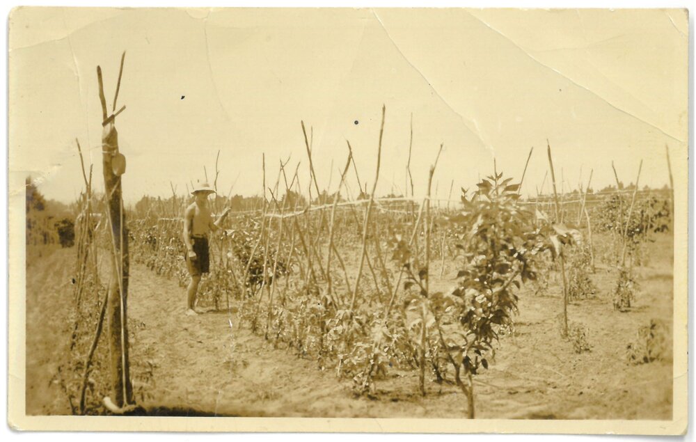 From citrus to kiwifruit