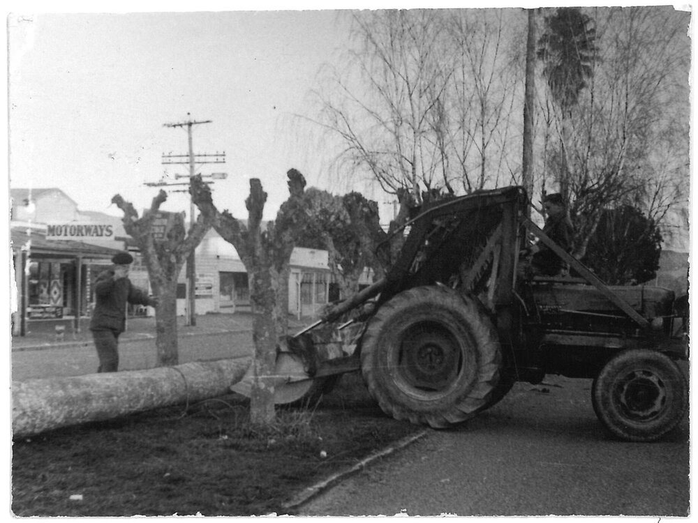 Plane trees being removed in Te Puke