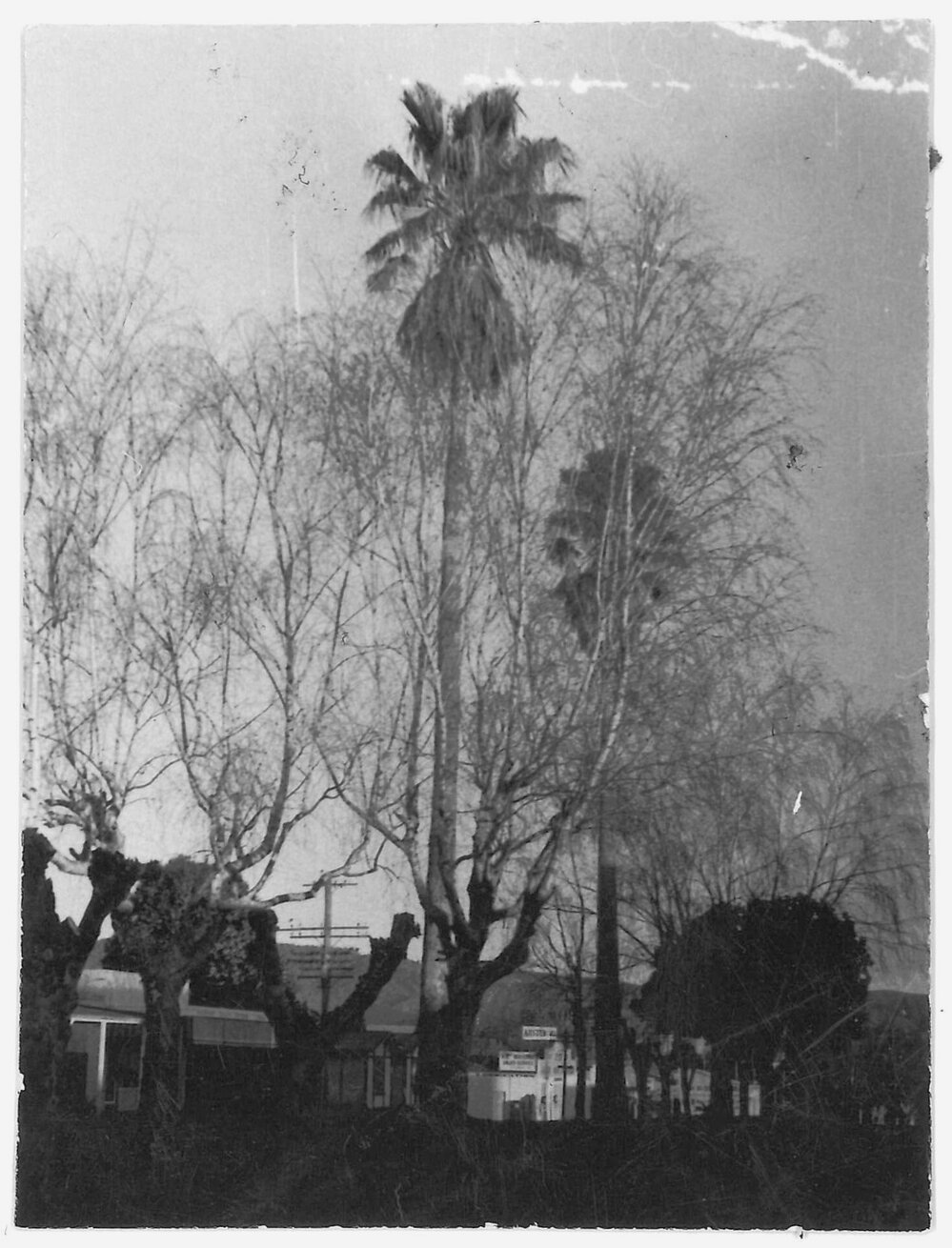 Plane trees and palms in Te Puke