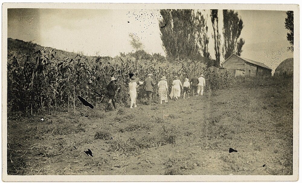 Maize growing at Mt Stewart, Katikati
