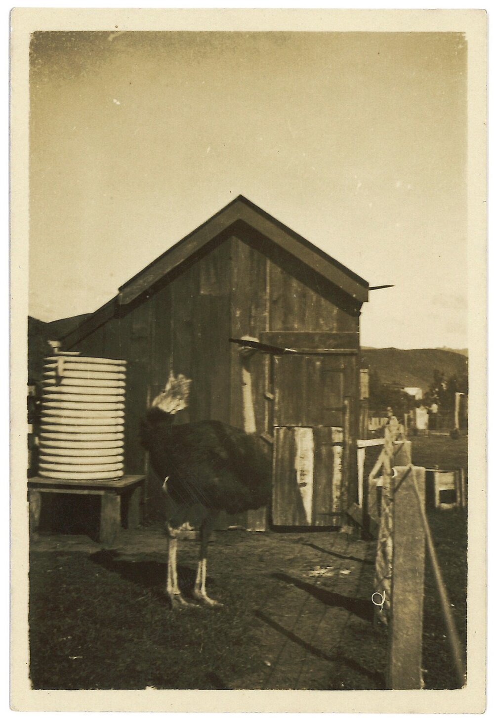 Ostrich outside a shed