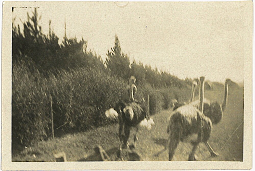 Ostriches in a paddock