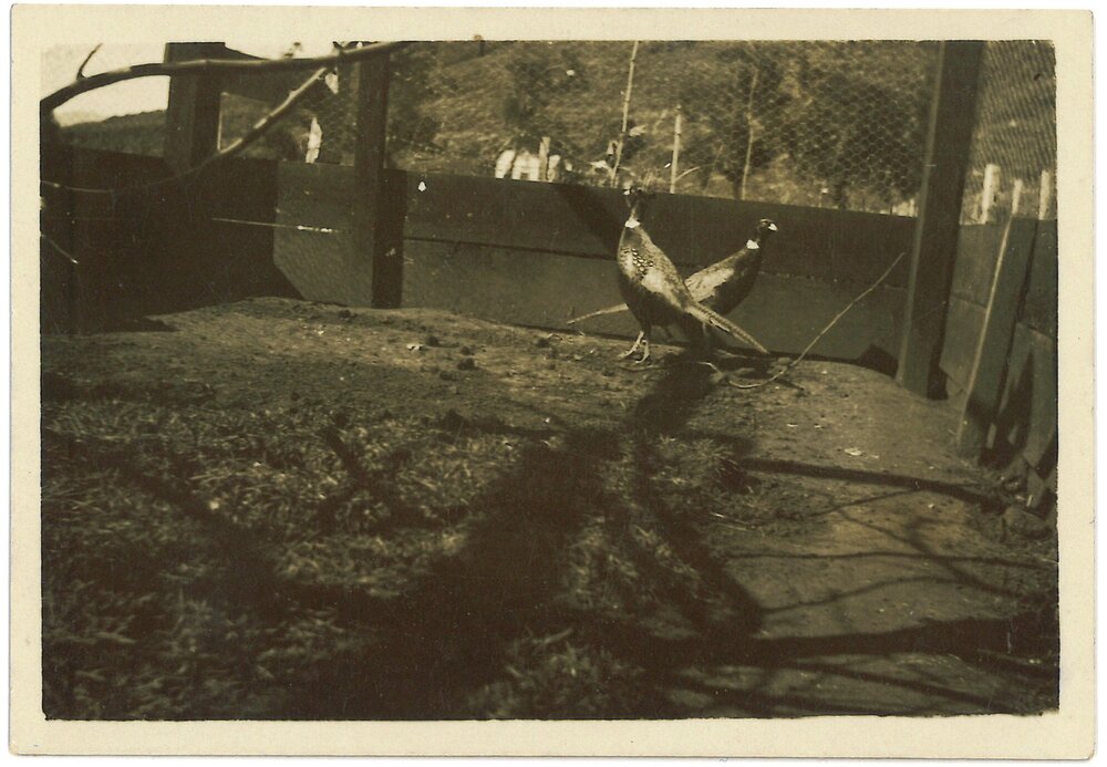 Golden pheasants at ostrich farm