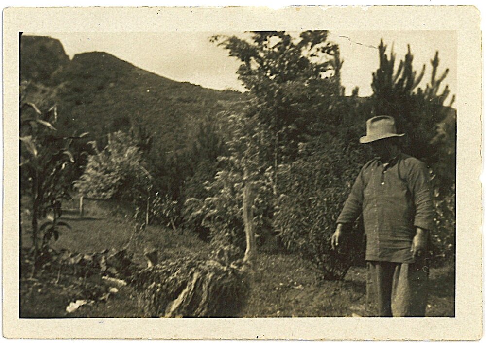Ostriches with visitor