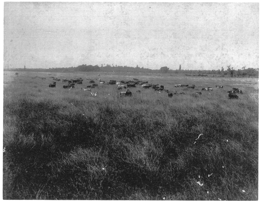 Cattle in Te Puke
