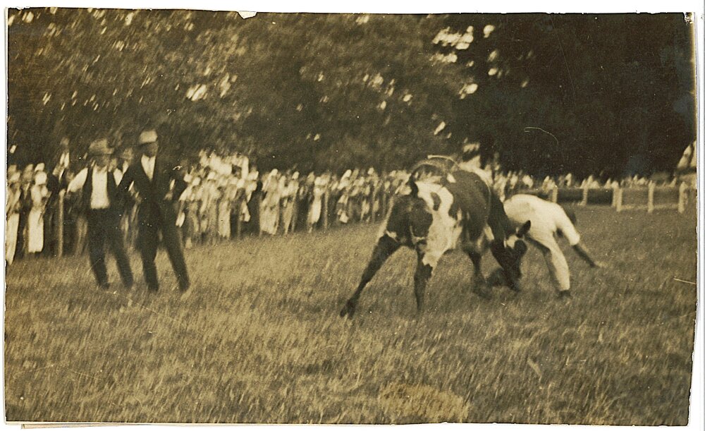 Steer Riding at Katikati A &amp; P Show