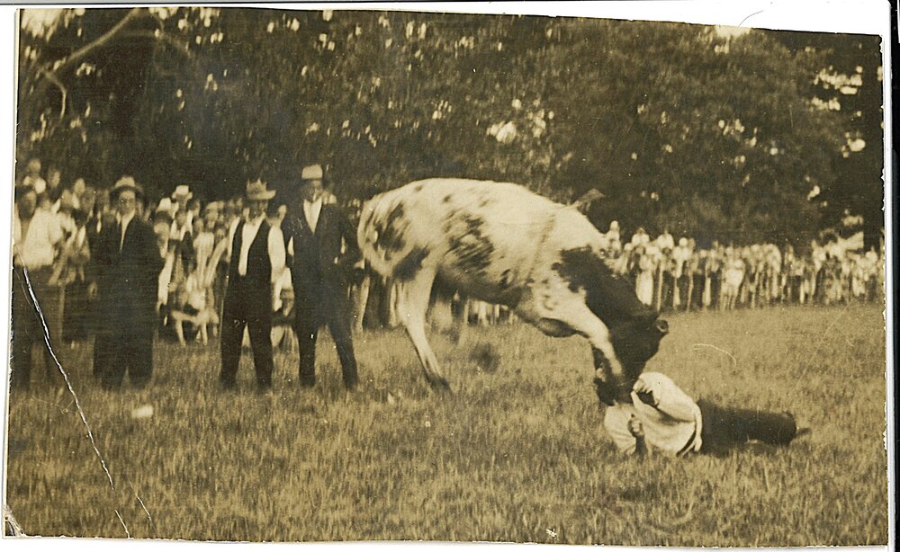 Steer Riding at Katikati A &amp; P Show