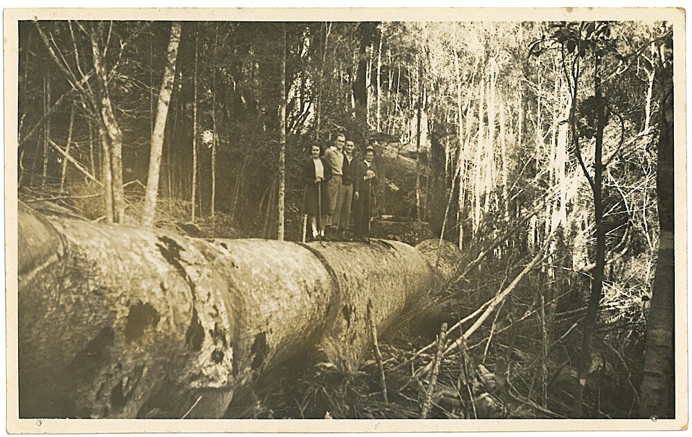 Kauri logging in the Kaimais