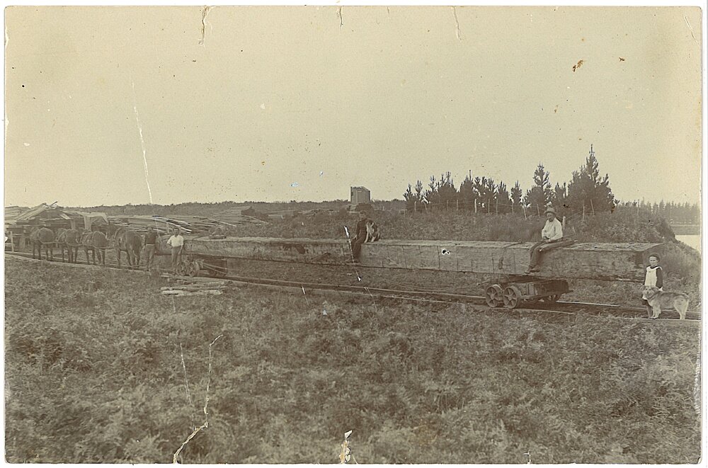 A kauri log on its way to Diggelmann's Wharf