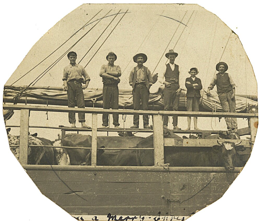 Shipping cattle to Katikati