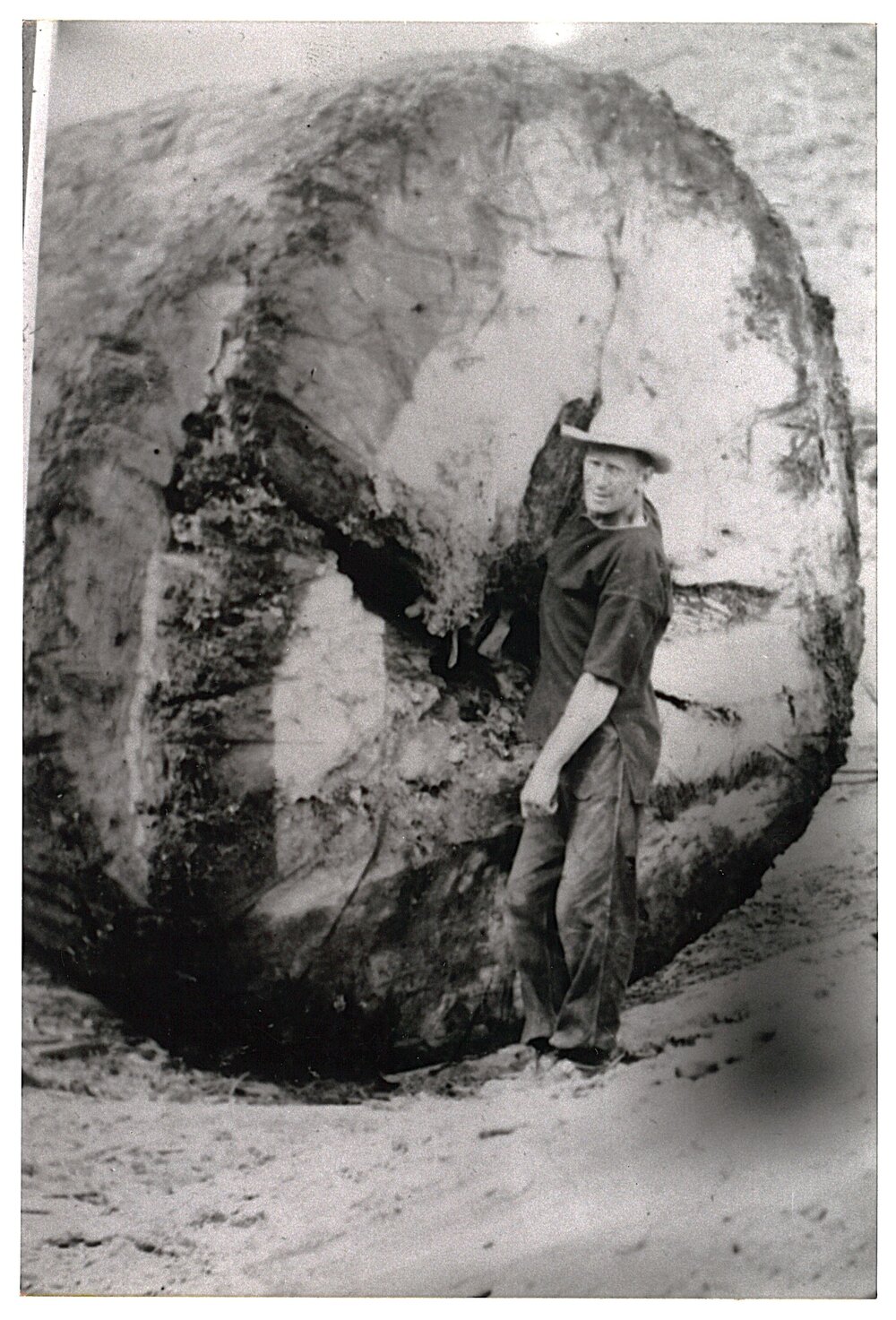 Fred Damn and a kauri log (close-up)