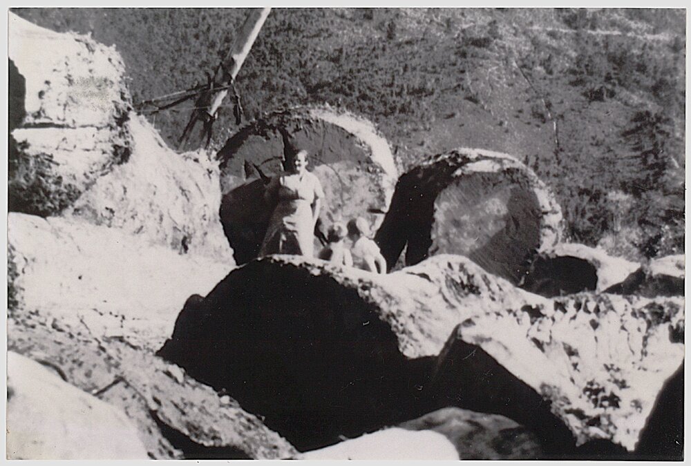 Logs at the skids (close-up)