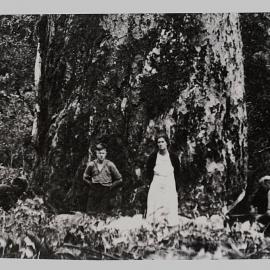Kauri logging in the Kaimai Ranges.
