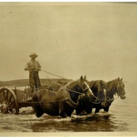A cream cart driver and his horses from Matakana Island