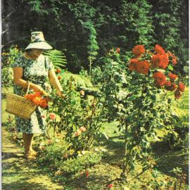 Tauranga Photo News 1966