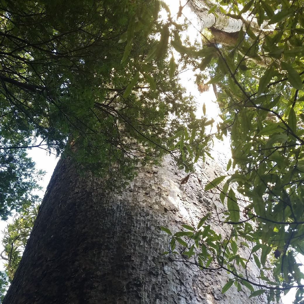 The Kauri - the past, the present, the future.
