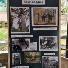 Kauri logging