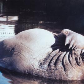 Humphrey the sea elephant