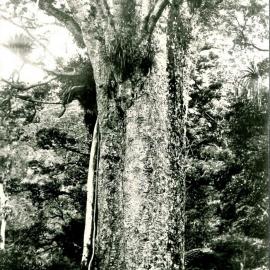 Huge Kauri Tree