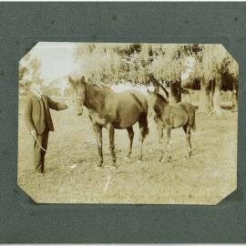 Mr Walsh's prize winning horses, Te Puke