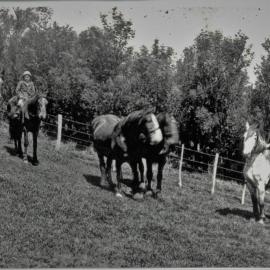 On the Reid farm in the Papamoa hills