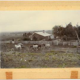 Frank Bostock's first farm on No. 3 Road, Te Puke