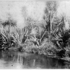 The Flax Industry along the Waiari River