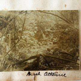 Bush at Athenree