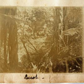 Bush at Athenree