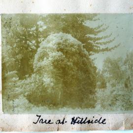 Tree at Hillside